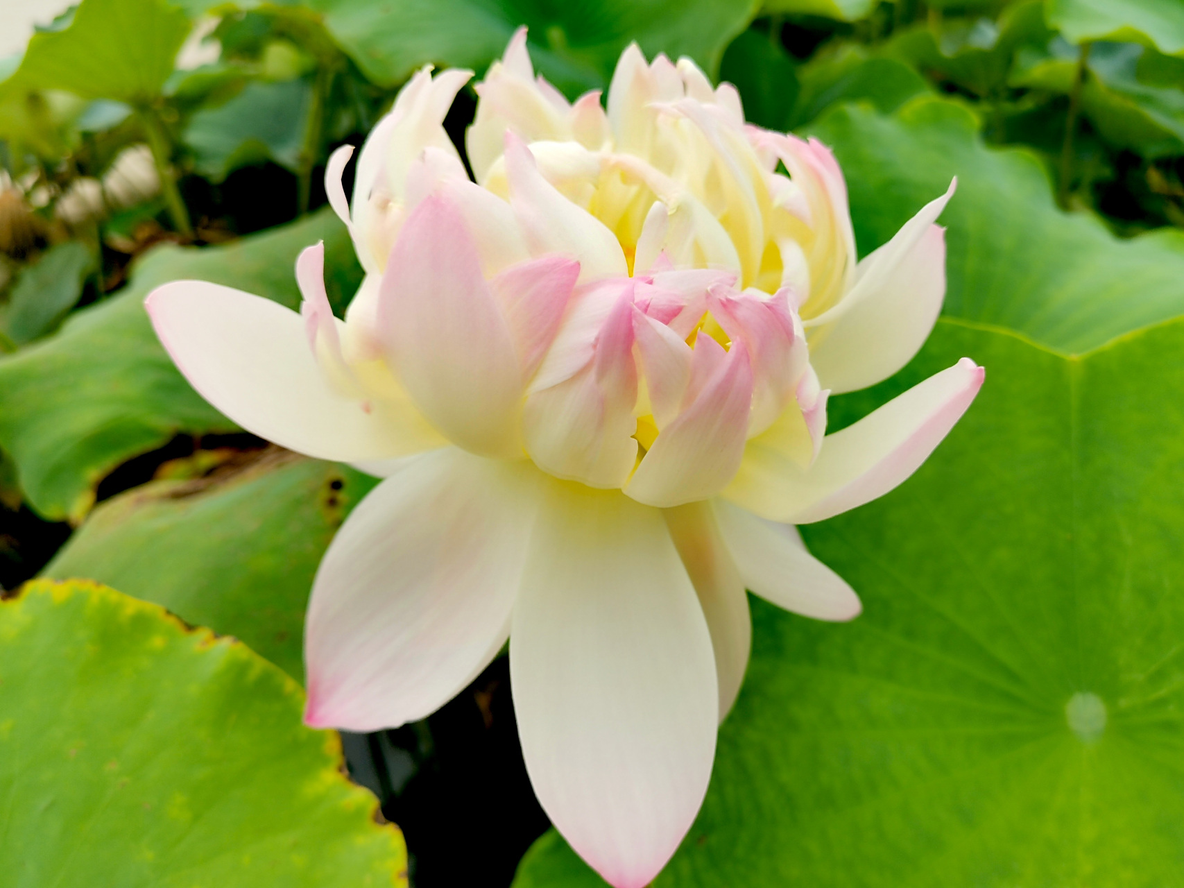 九月动态激励计划# 荷花——莲韵牡丹 大中花群,重瓣类,花型赛牡丹