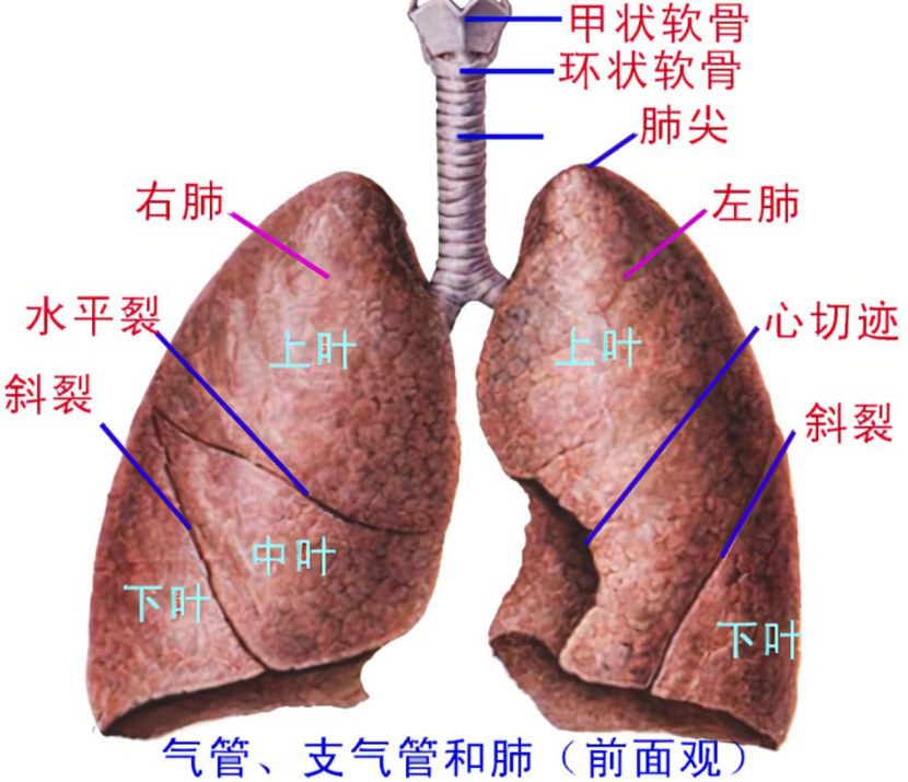 肺的位置 图解图片