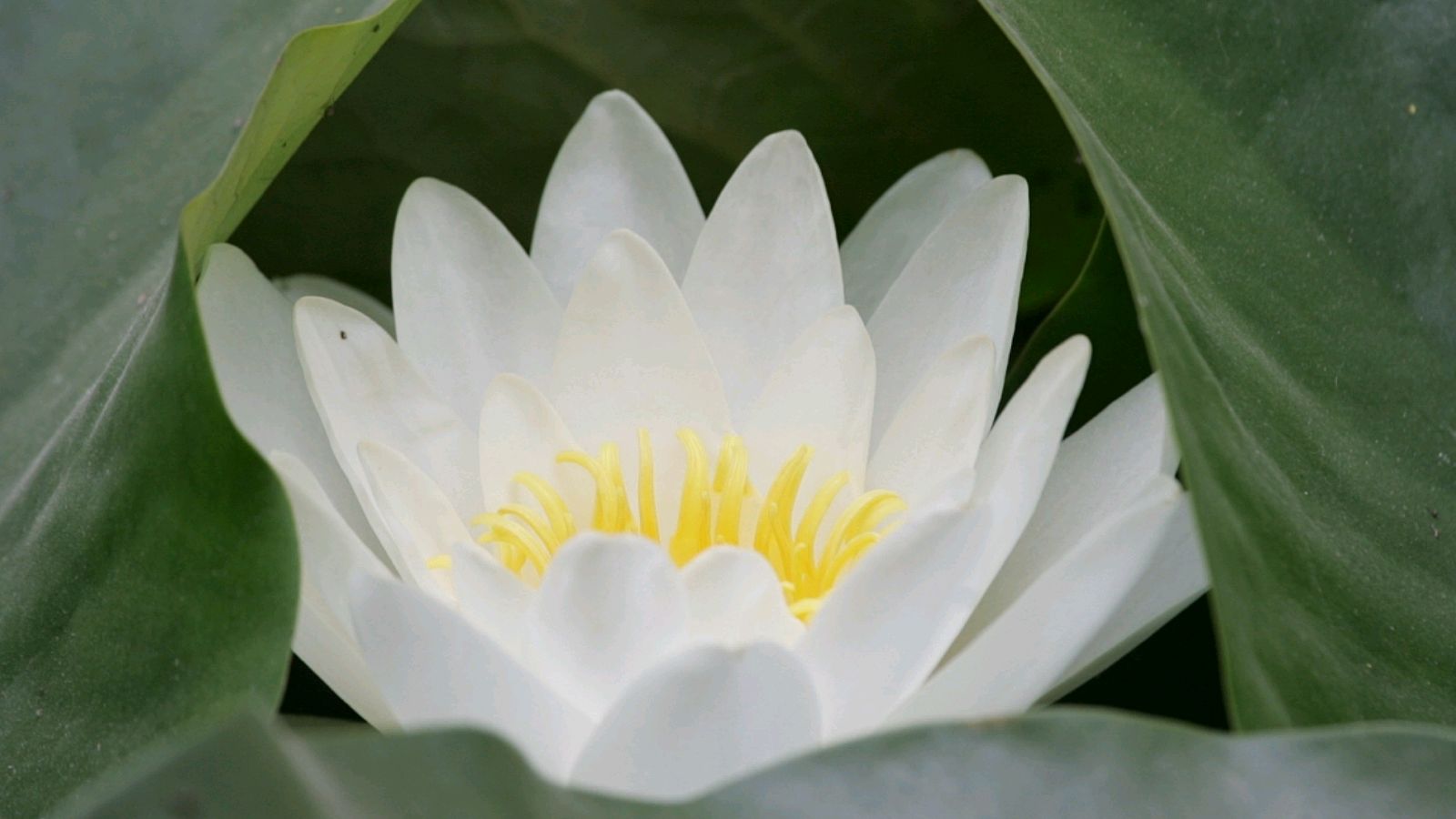 这四首写白莲的诗,读起来馨香四溢,难怪白居易特别喜欢白莲花