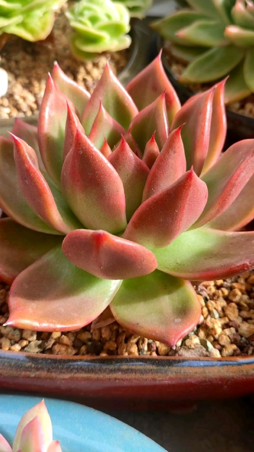 精品多肉欣赏——红钻