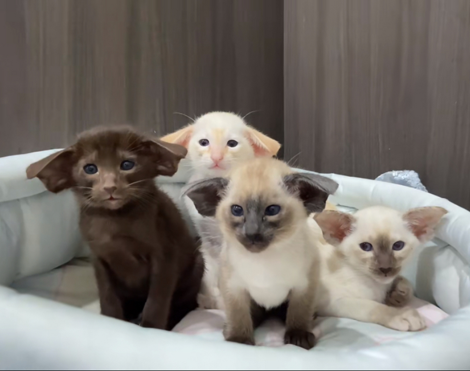 这是什么猫,耳朵有点像蝙蝠.