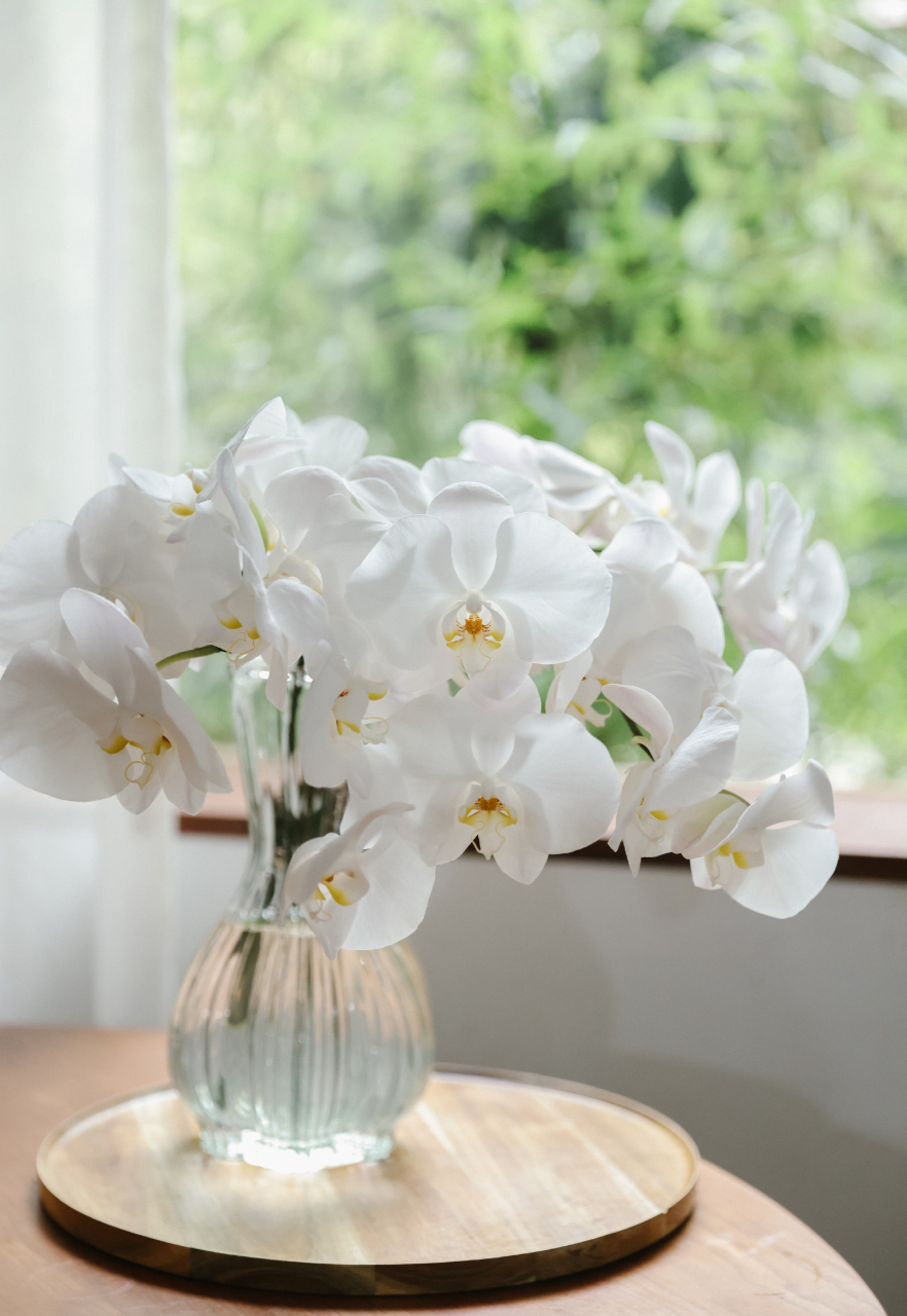 乐作flora白色蝴蝶兰|8月的优雅93,是纯净的白.