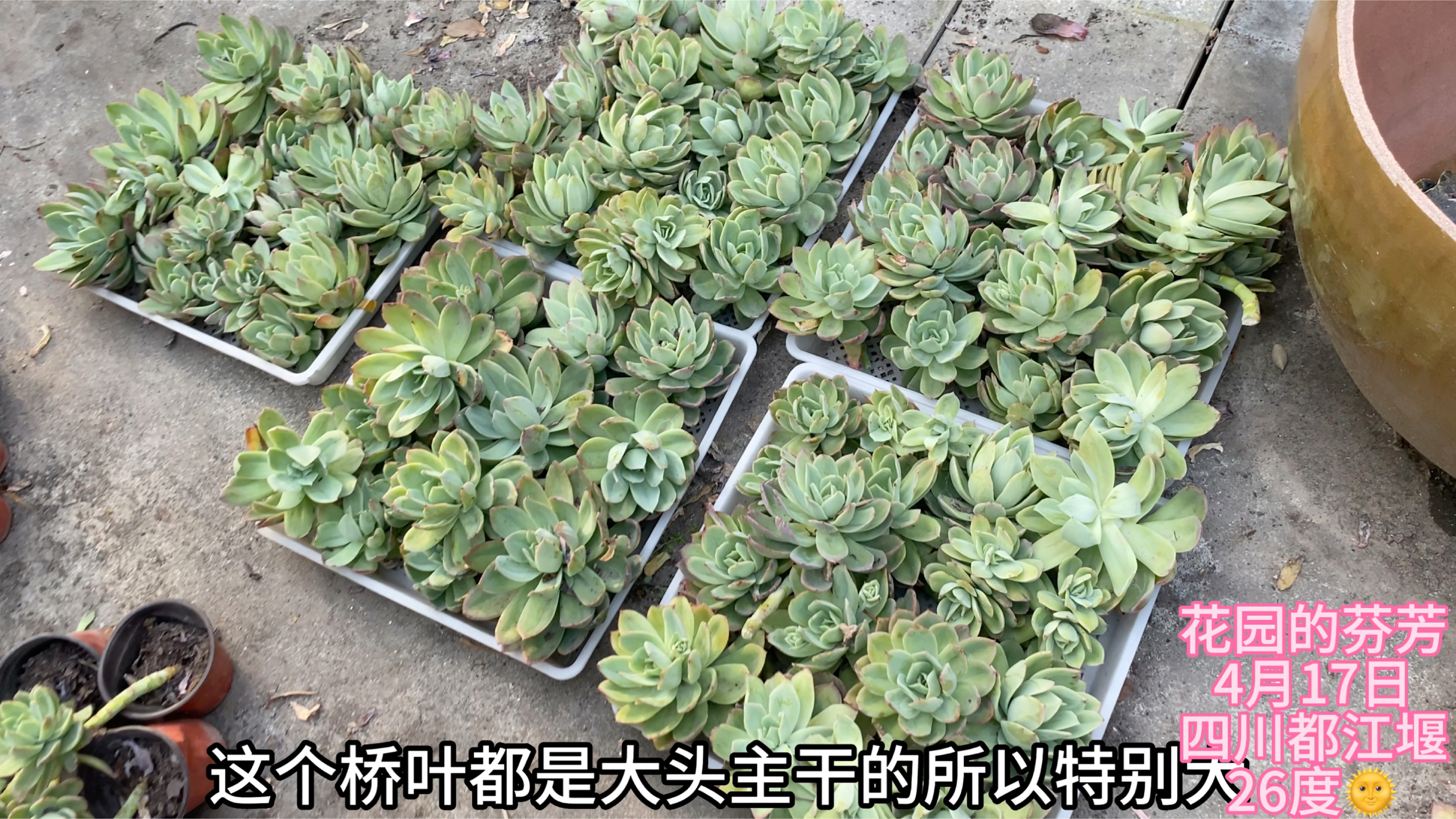 全网最大的砍头苗:老桩乔伊你喜欢吗?一口气砍了5大筐