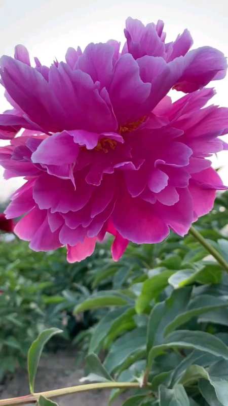 芍药品种红峰是芍药花中开花比较大的一个-度小视