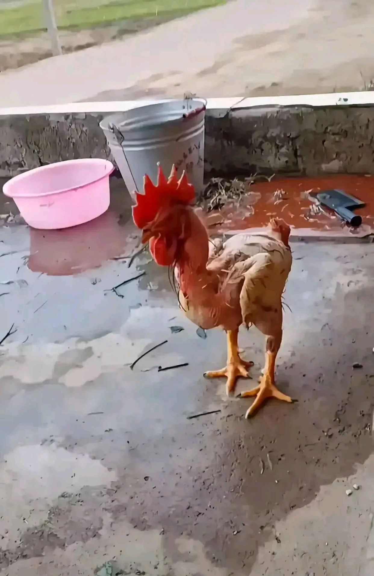 陕西咸阳,女婿在岳父家遇到尴尬事,拔了毛的鸡满院跑