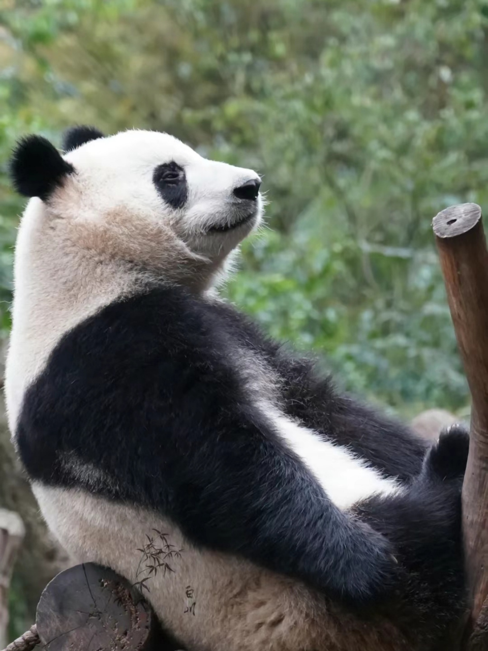 侧脸杀[得意][得意][得意]