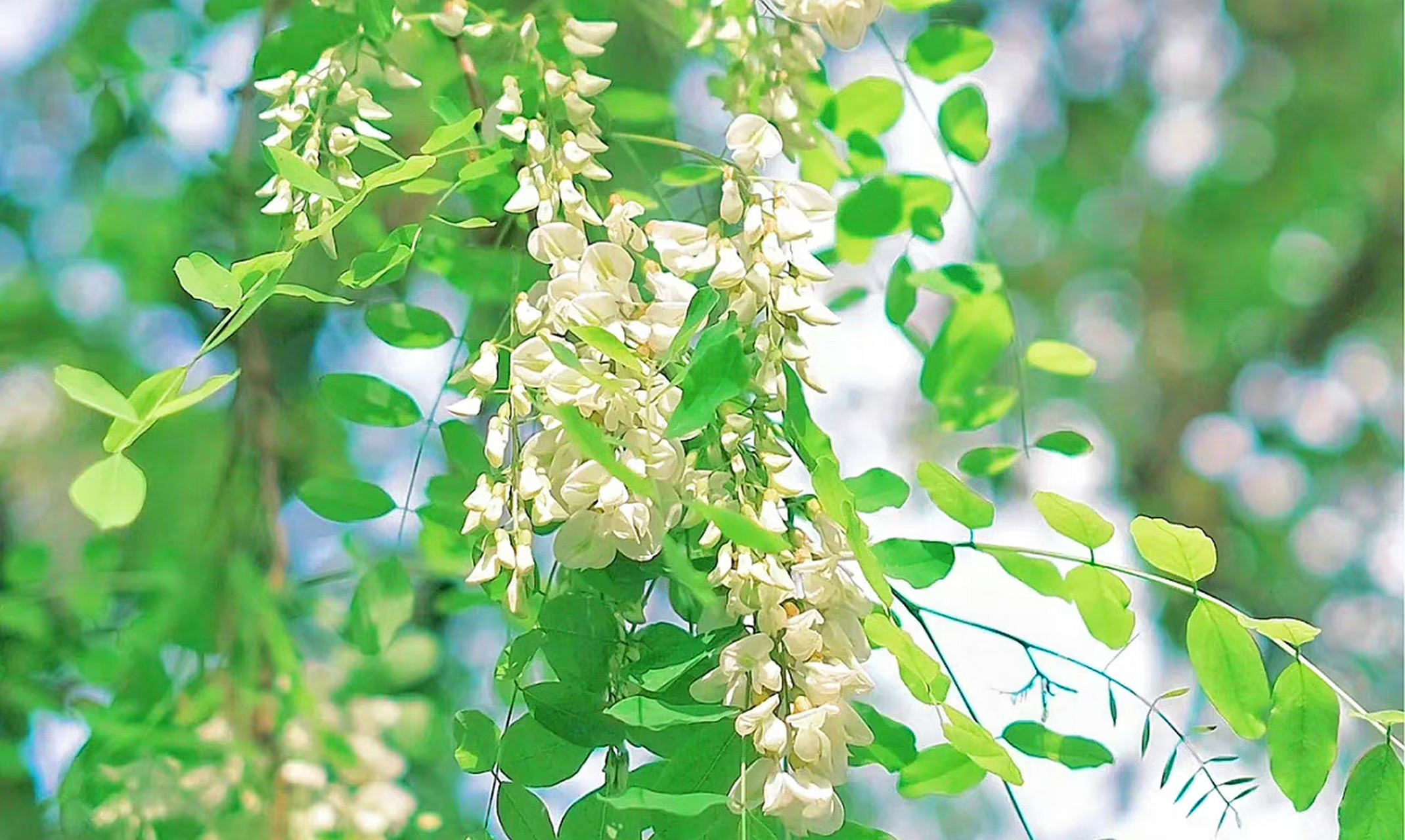 " 满树白槐沁韵翔,馥郁醇浓浸袖彰 . " 67
