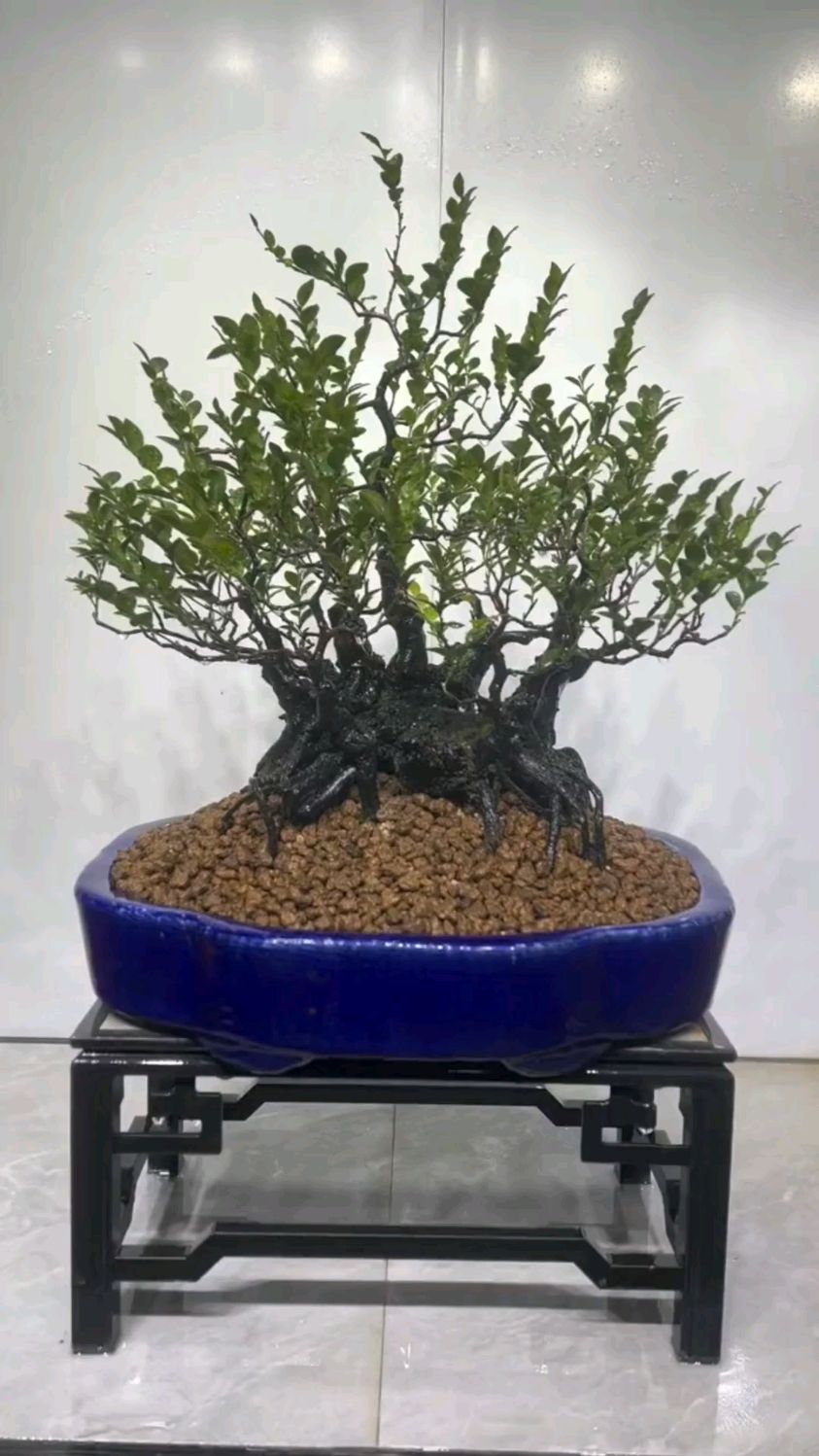 坨坨桩黑骨茶盆景