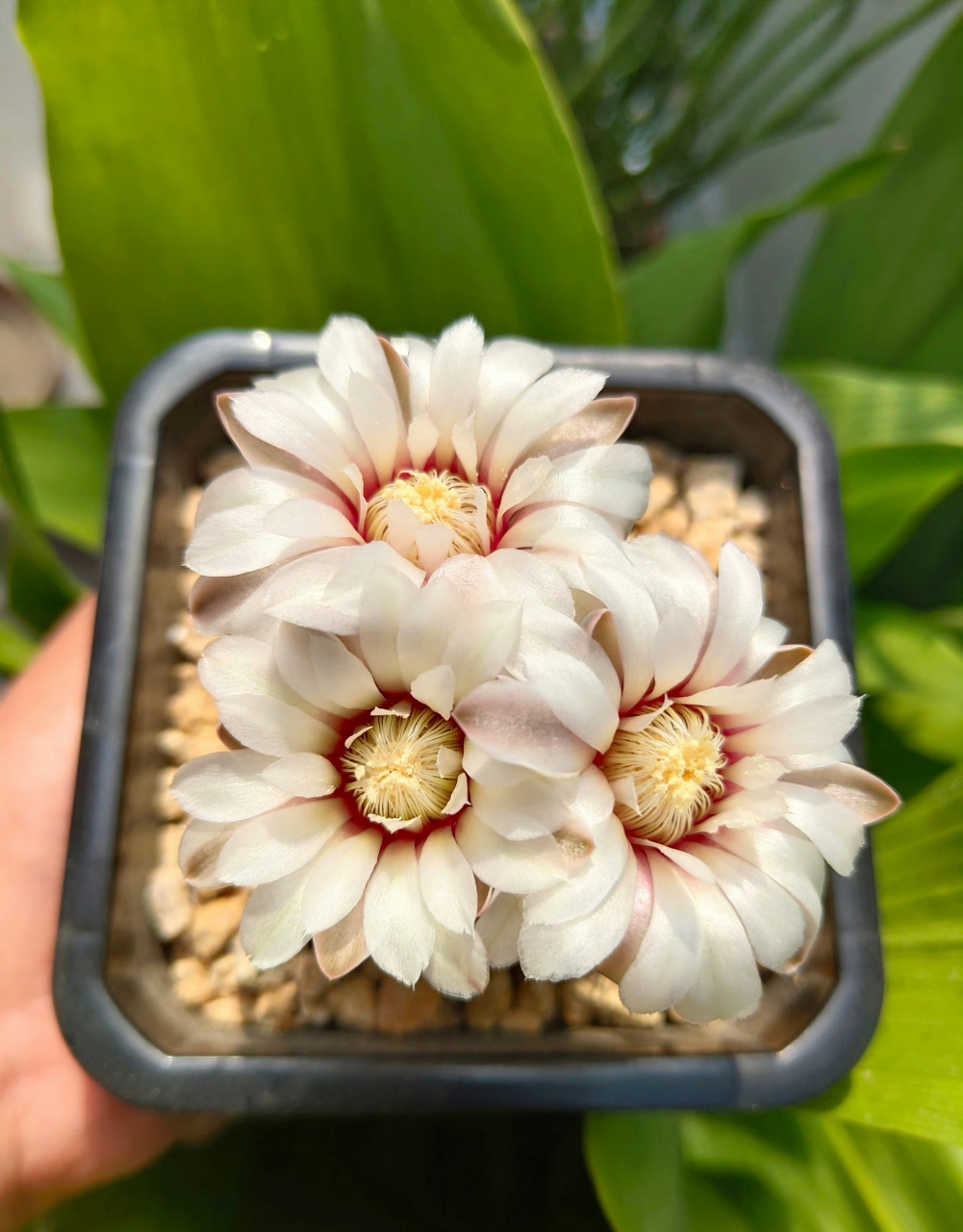 多肉仙人球 瑞昌玉 丽蛇丸 67