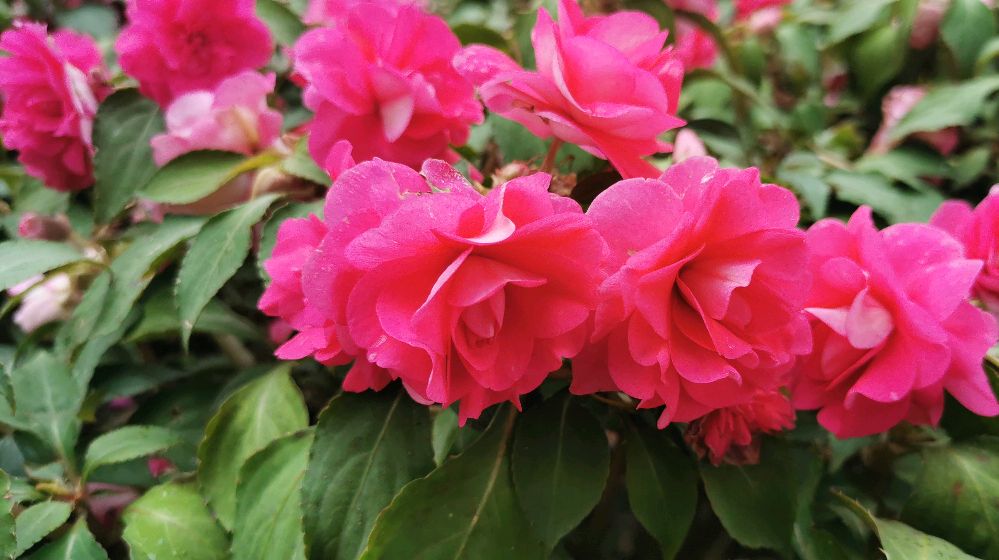 系列苏丹凤仙花(二)