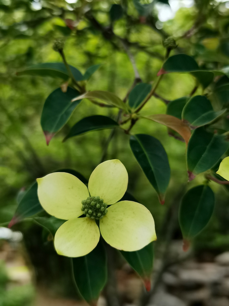 四照花果子图片