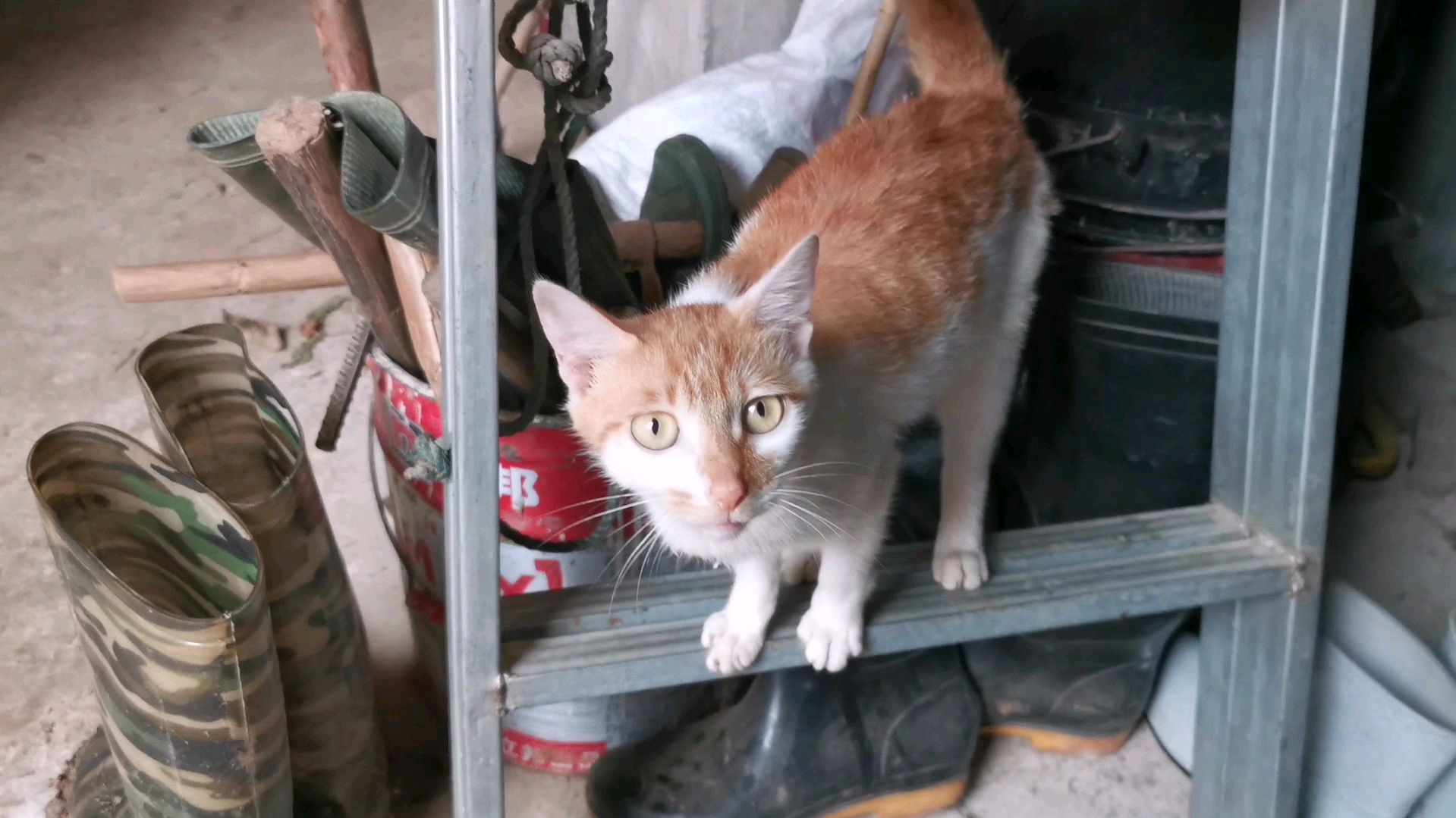 你见过鸡喜欢在狗窝里面下蛋,猫喜欢掏鸡窝里的乒乓球当玩具的吗