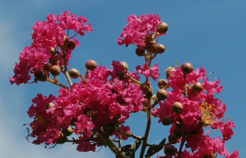 徐州市花是什么?