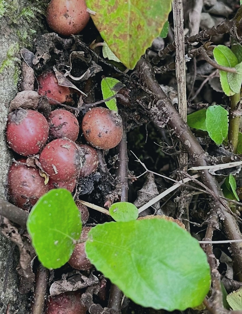 植物界的天然果实地瓜,你们家乡叫什么.