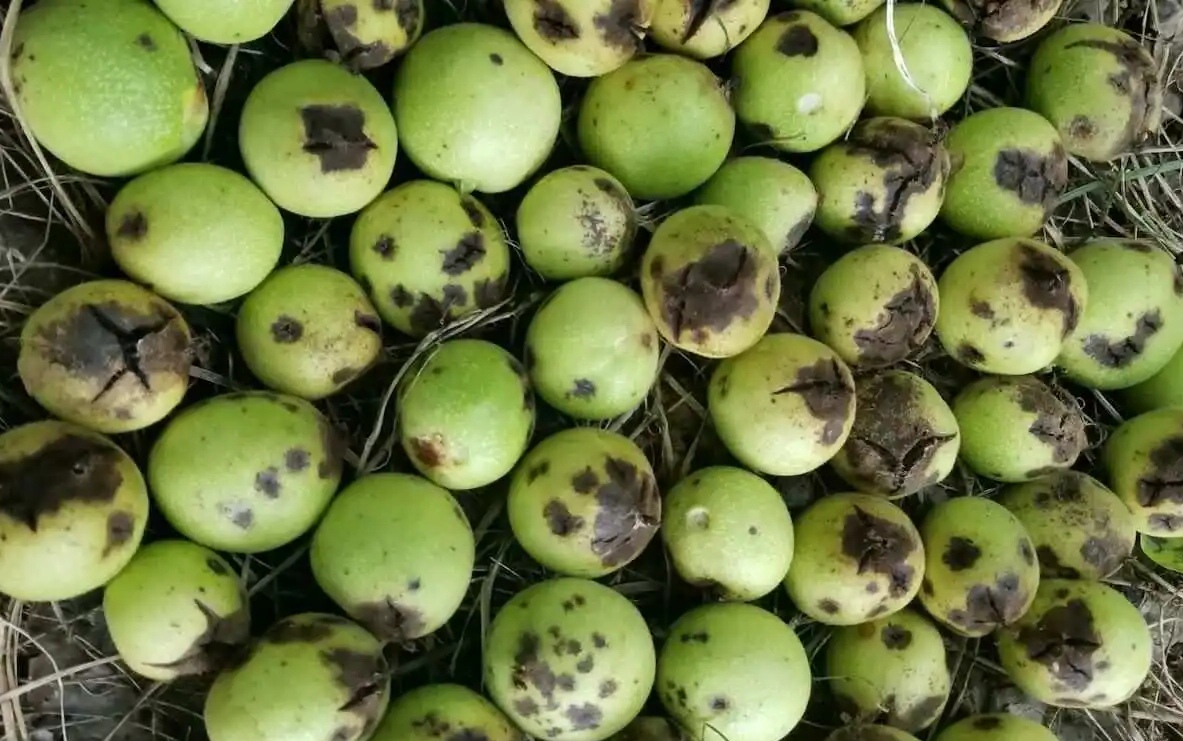 核桃黑斑病的症状与防治措施!