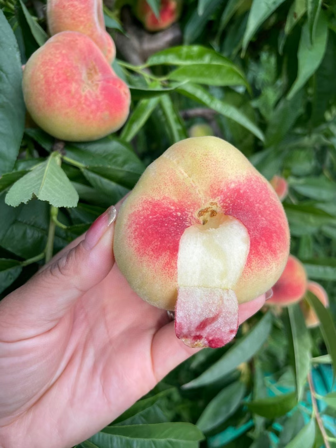 陕西大荔毛蟠桃最后一天接单了,明天下架再想吃就得等明年了