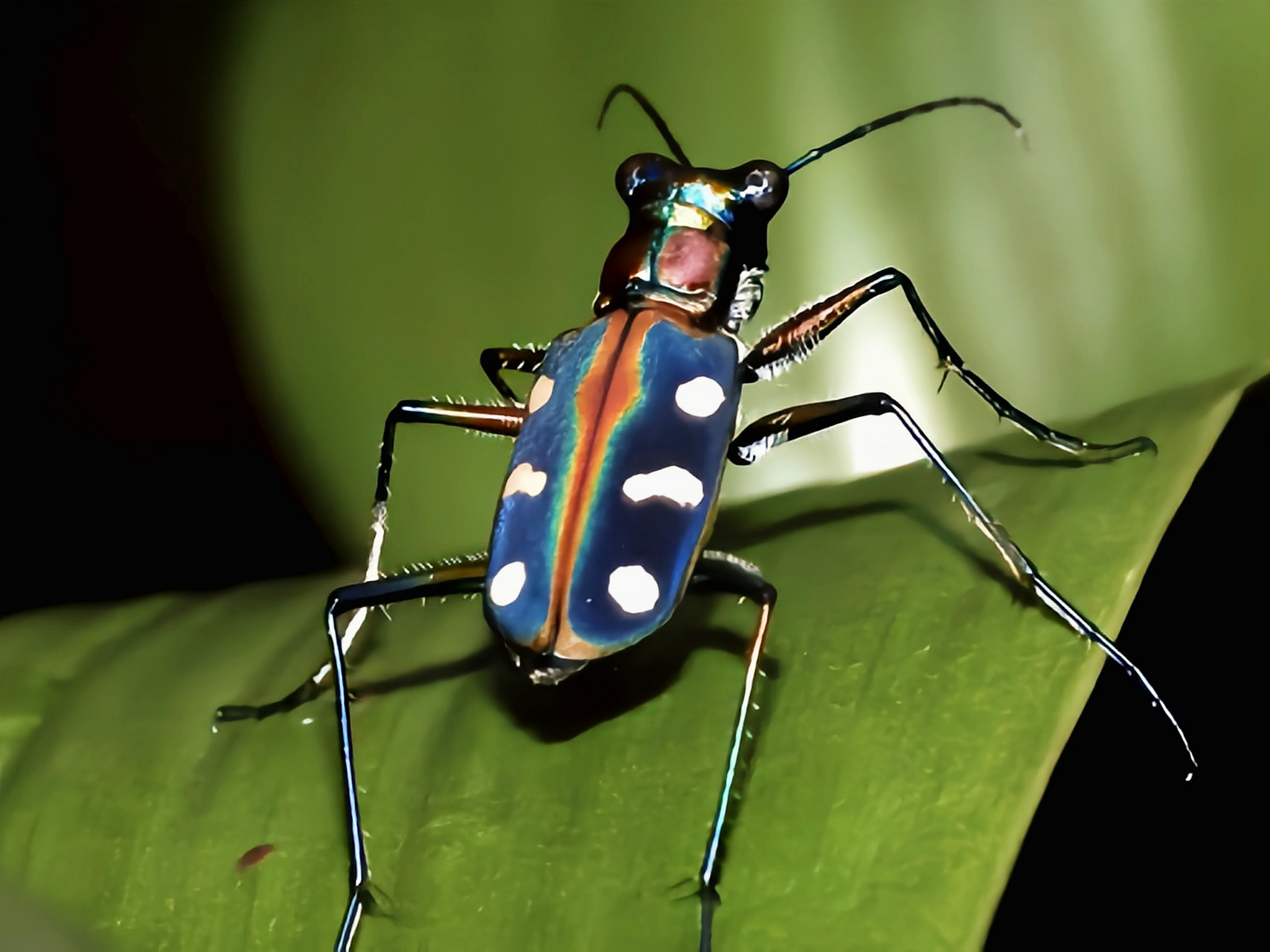 每天认识一种昆虫——金斑虎甲 金斑虎甲是虎甲属昆虫.成中体长1.5-1.