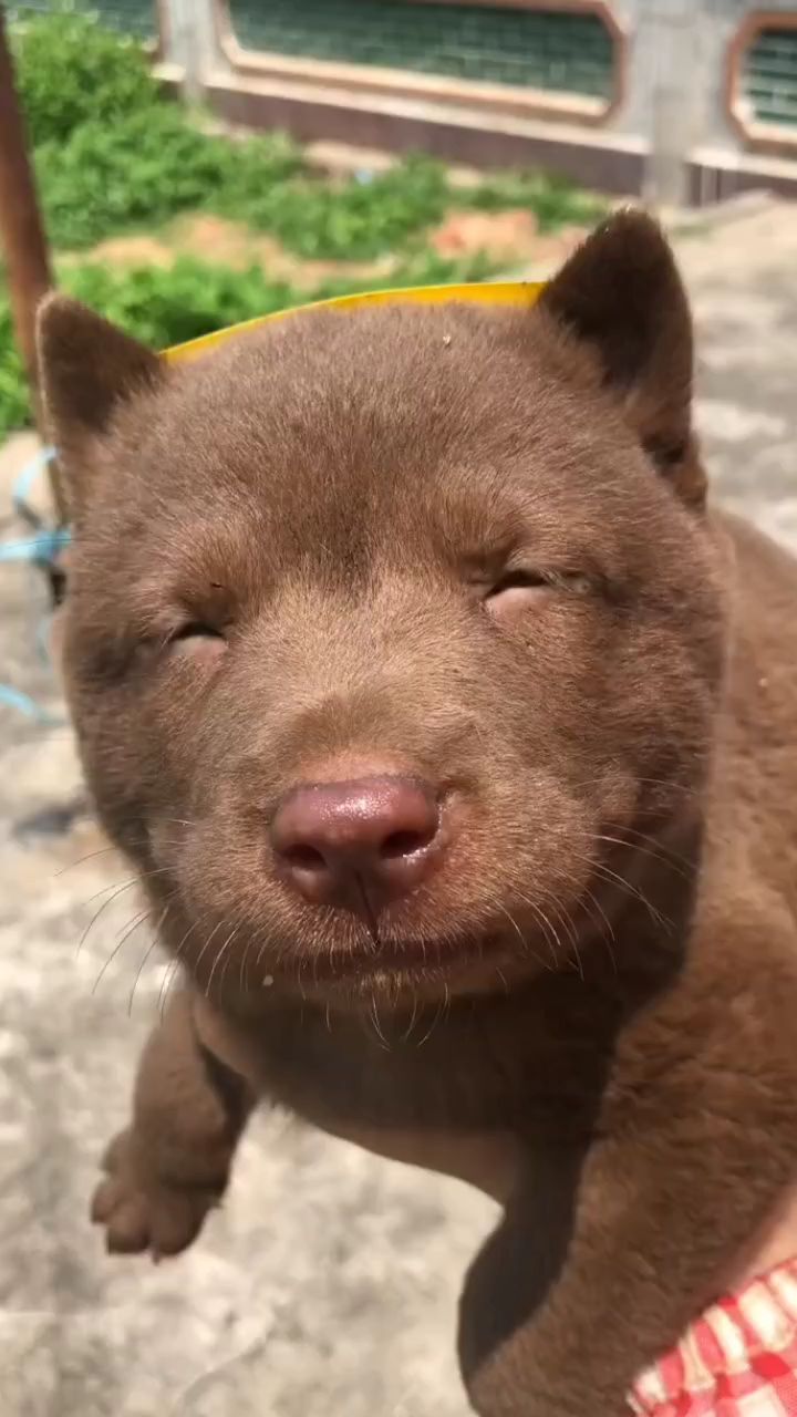 眯眯眼的狗子,长大后还会偷袈裟,这狗子不能留,谁要马上领走