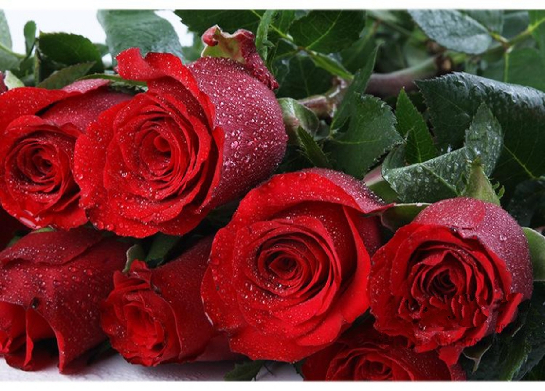 鲜红色的玫瑰花,这一品种的月季花可以算得上是经典中的不败花神了