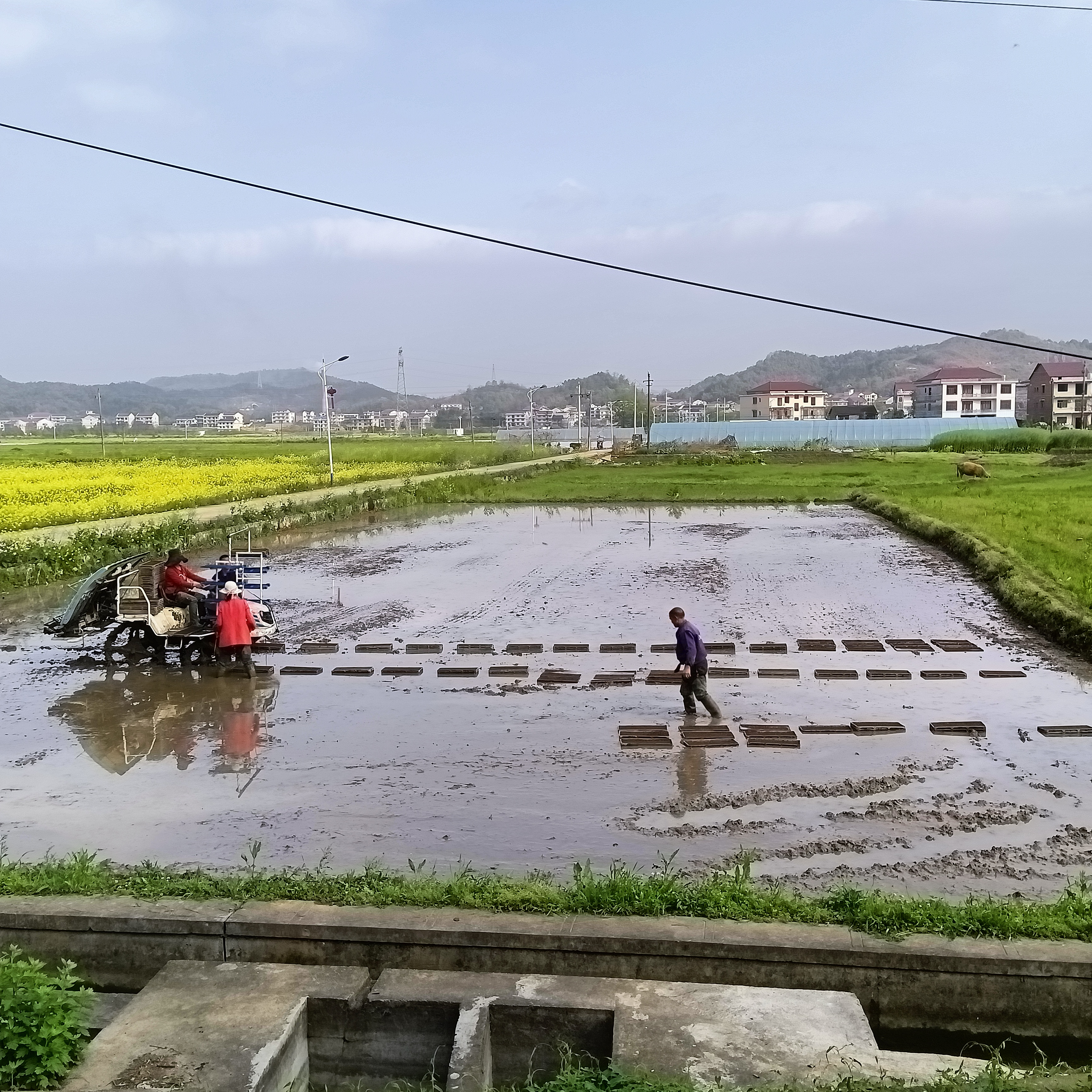 农民伯伯正忙着播种水稻