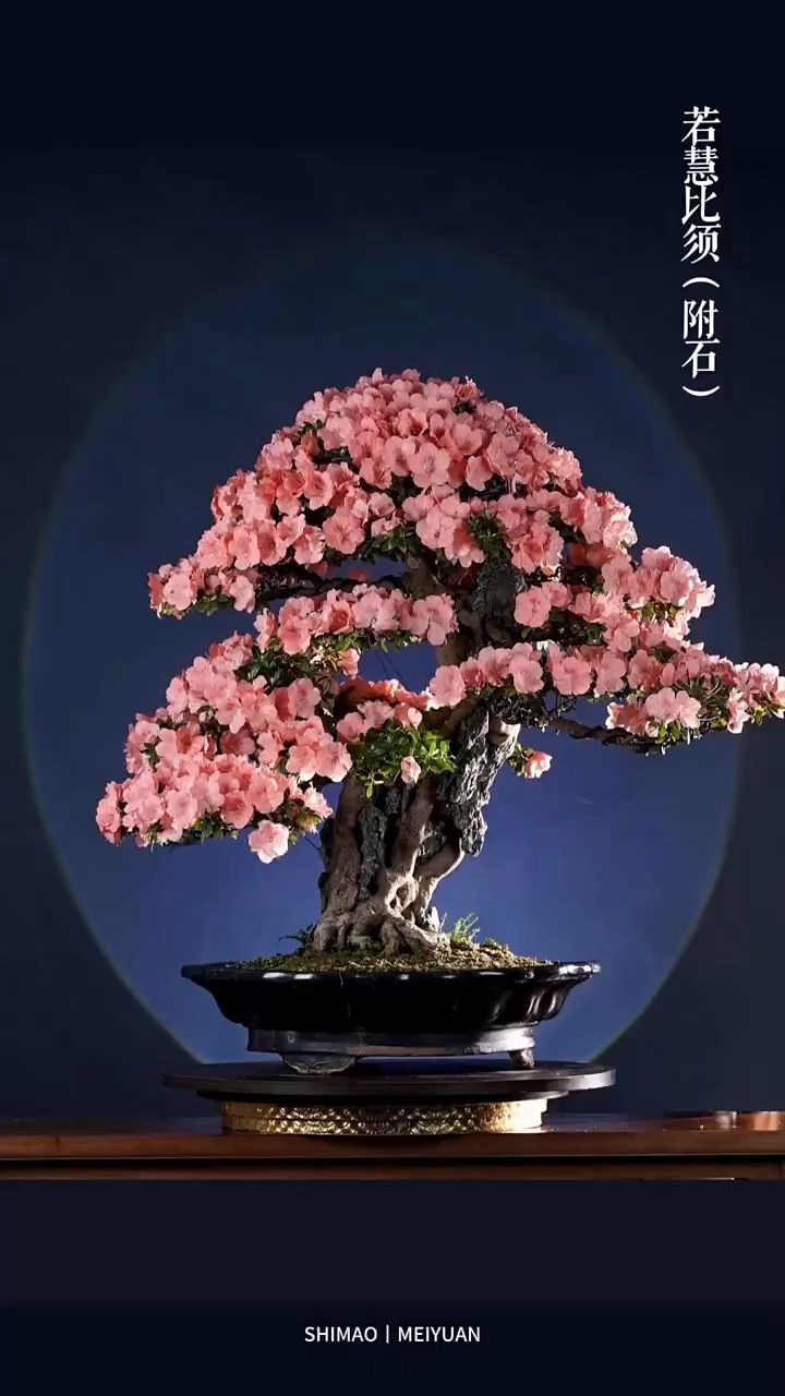 附石杜鹃 若惠比须