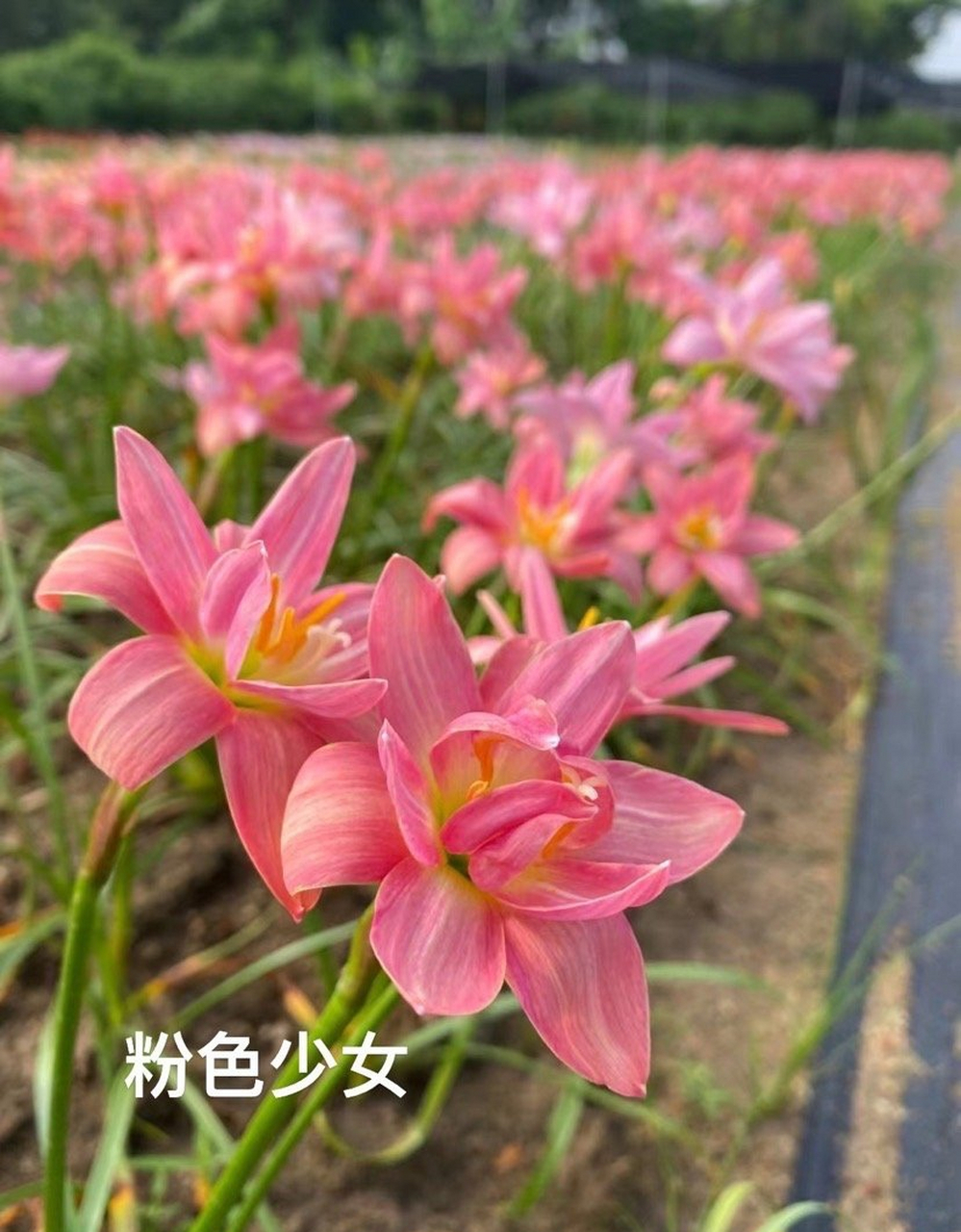稀有重瓣风雨兰"黄金罗盘"只有7个了 风雨兰:是多年生球根,每年的5到