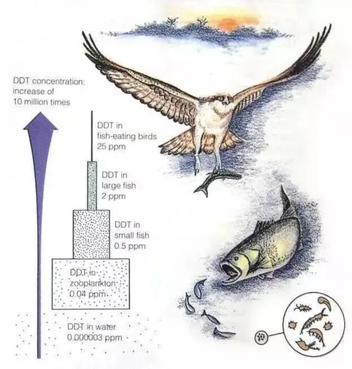 生物富集的概念是什么?