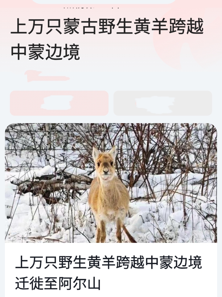 自然奇观:数万蒙古野生黄羊的迁徙之旅