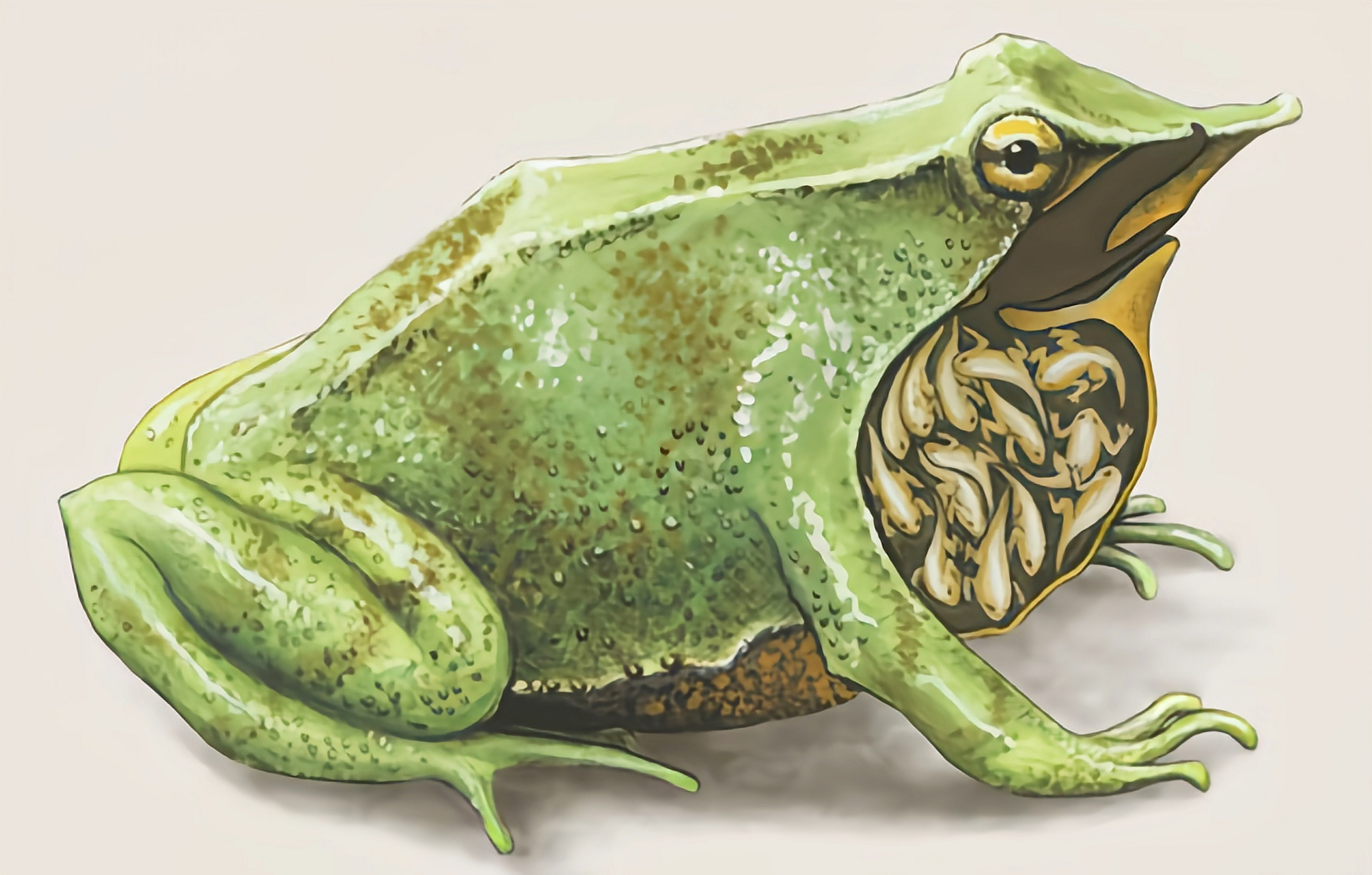 成蛙体长2-3厘米,鼻长而尖,体色多变,多为绿