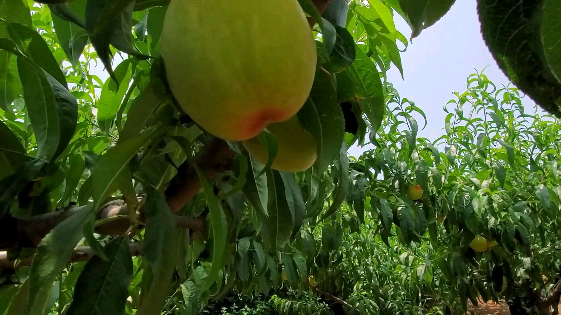 吃桃子的季节.去桃园走起