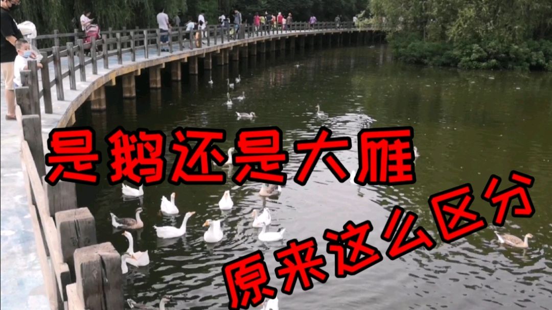 沈阳鸟岛,这是大雁还是家养的鹅?原来用这些方法能够区分出来