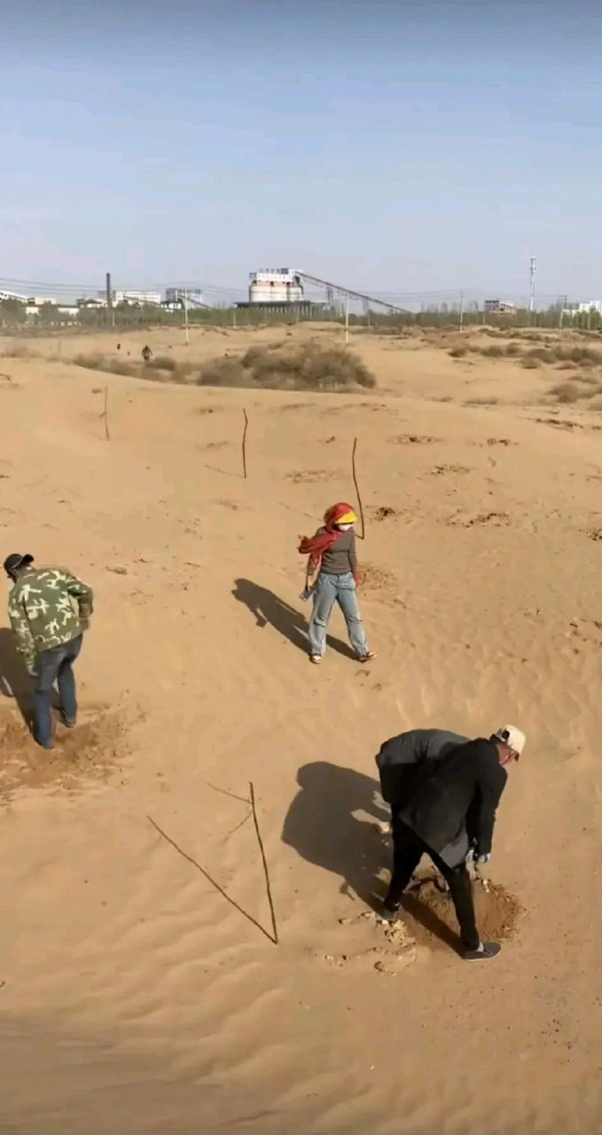 孙国友,沙漠中的孤勇者[赞同][赞同]  孙国友,在宁夏的沙地上种树21年