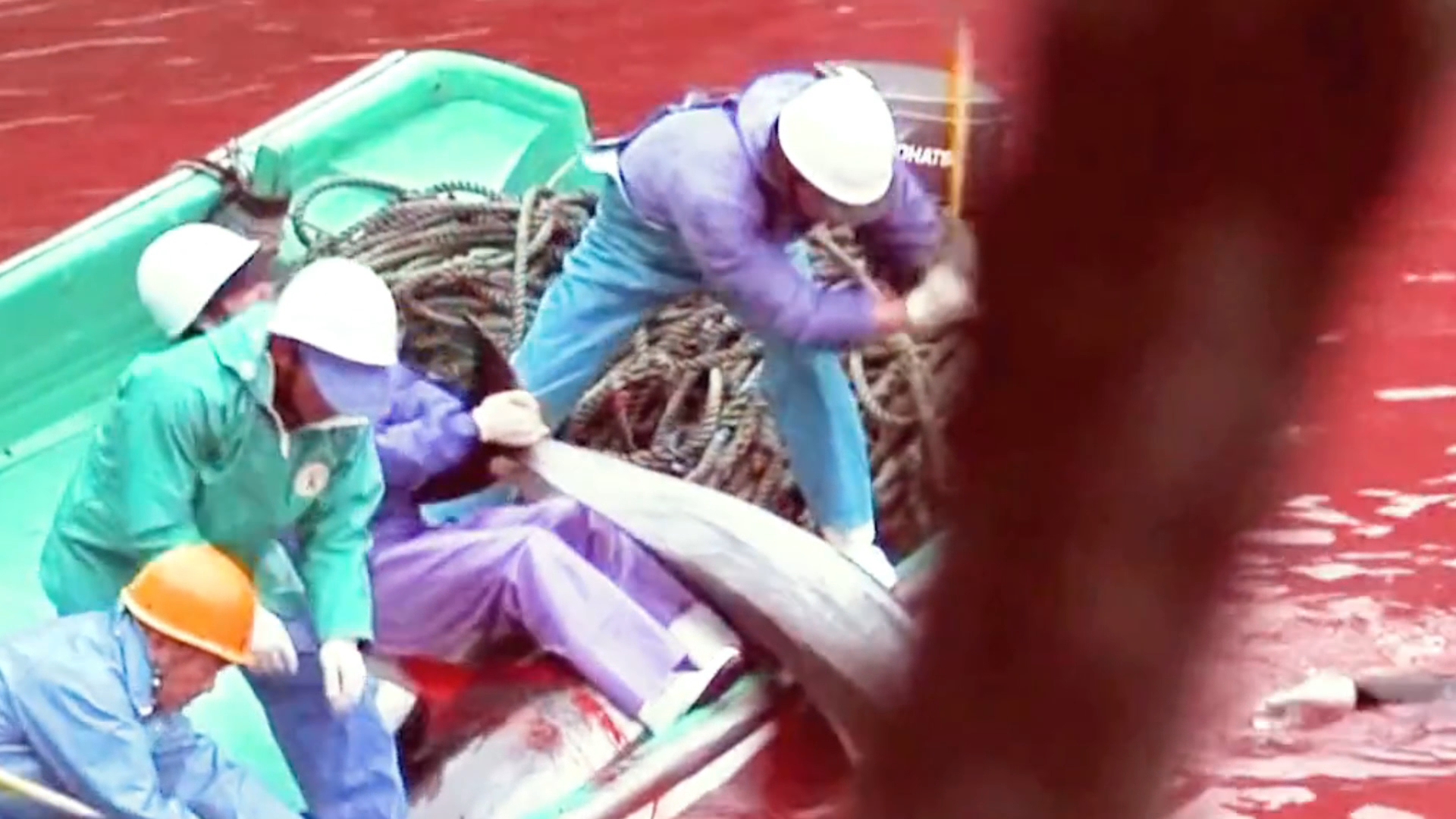 日本海豚湾事件,称之为地表最残忍的畜生,惨无人道