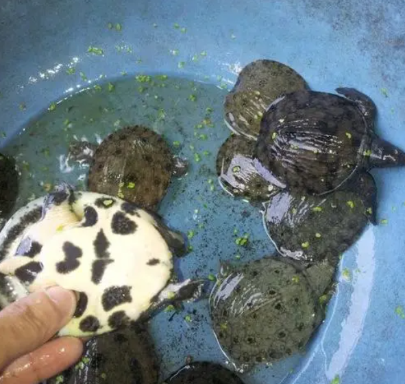 小甲鱼养护指南:关爱特别小的甲鱼,关注它们的健康成长!