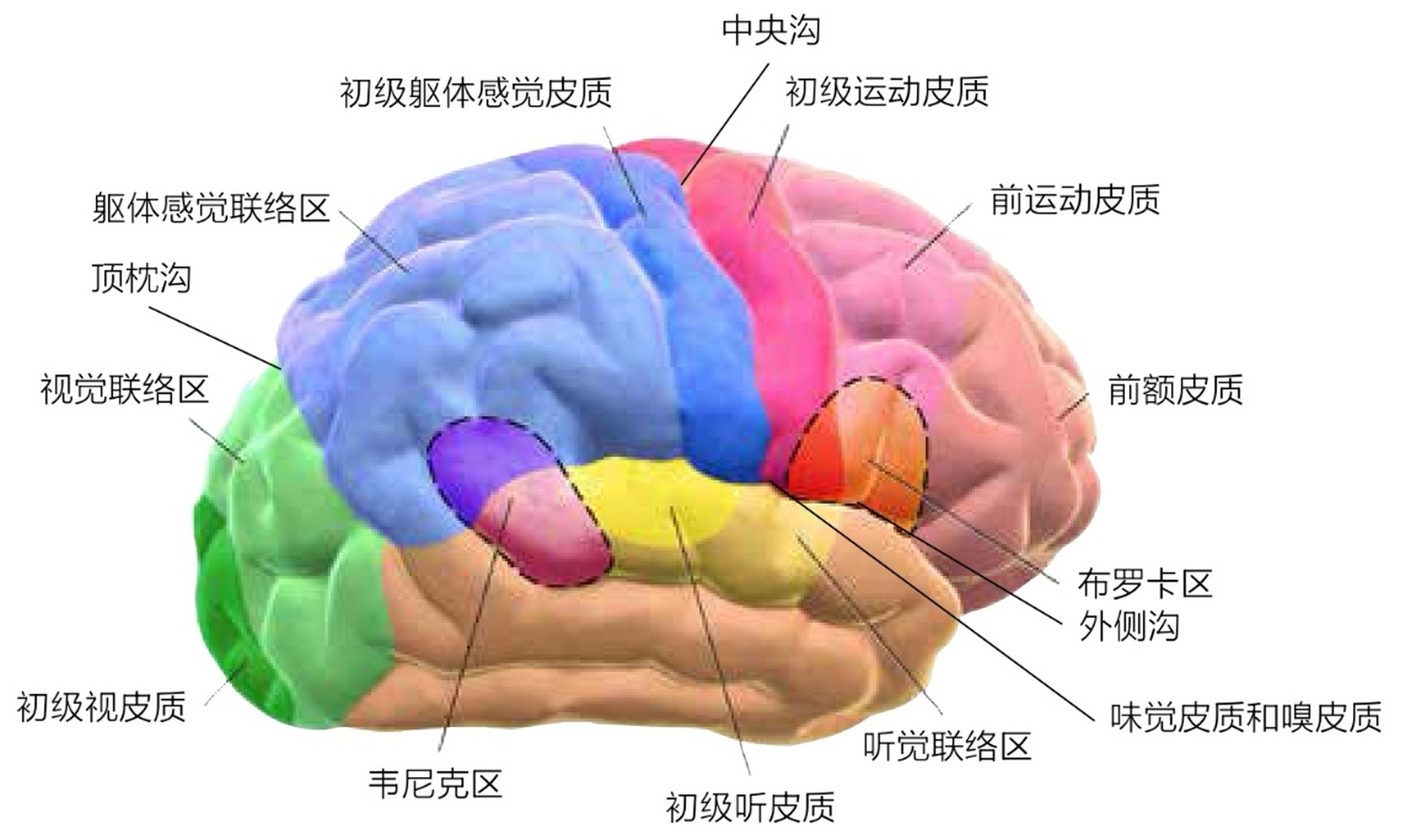 大脑皮质的功能定位图图片