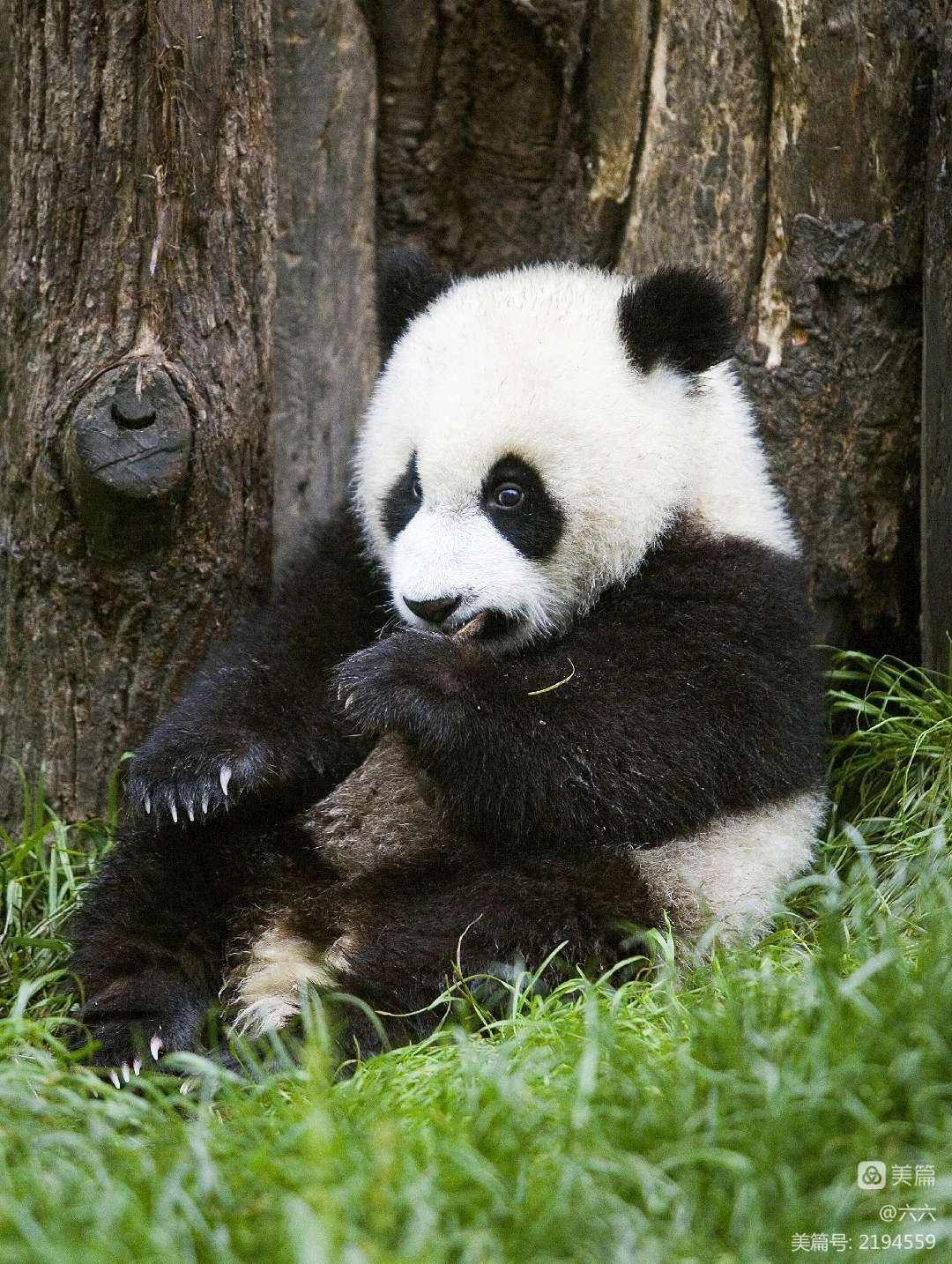 世界上最孤独的熊猫欣欣