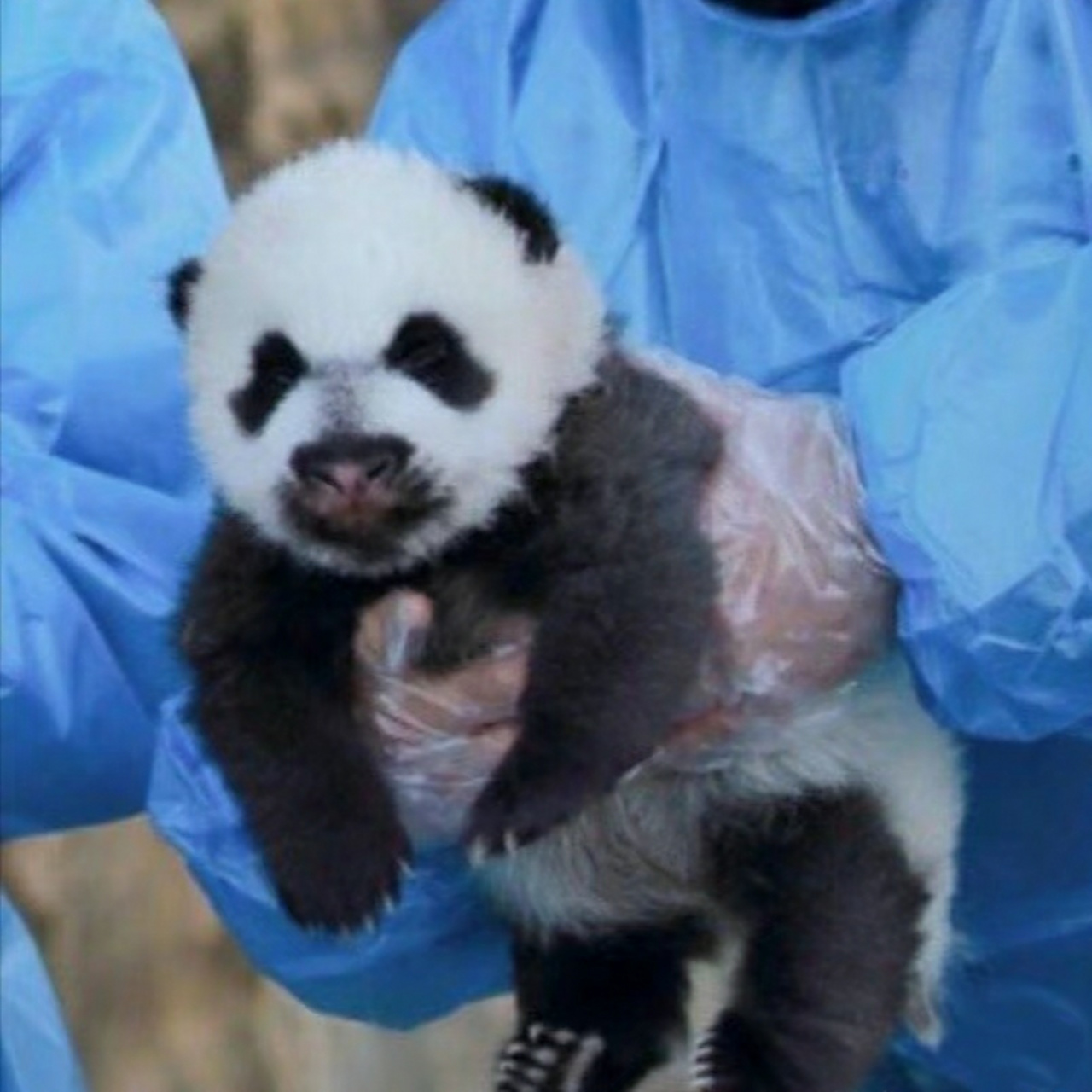 一眼就能记得住的熊熊——"珠口罩"秦华 [三哈] 是七仔和珠珠的宝宝呀