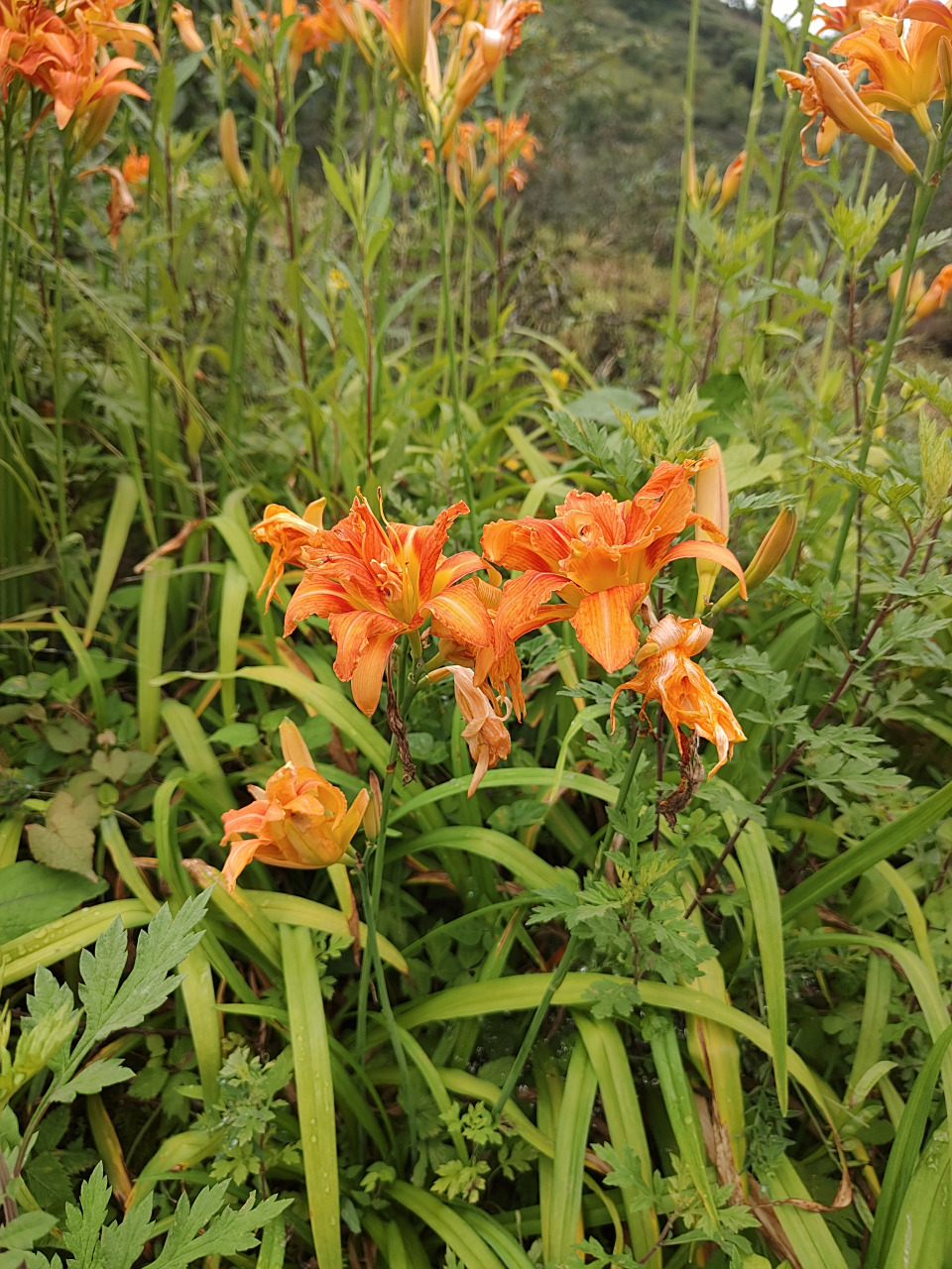 重瓣萱草,挺好看的