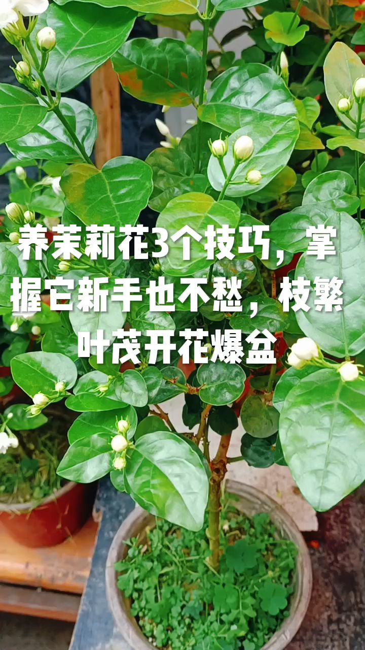 养茉莉花3个技巧