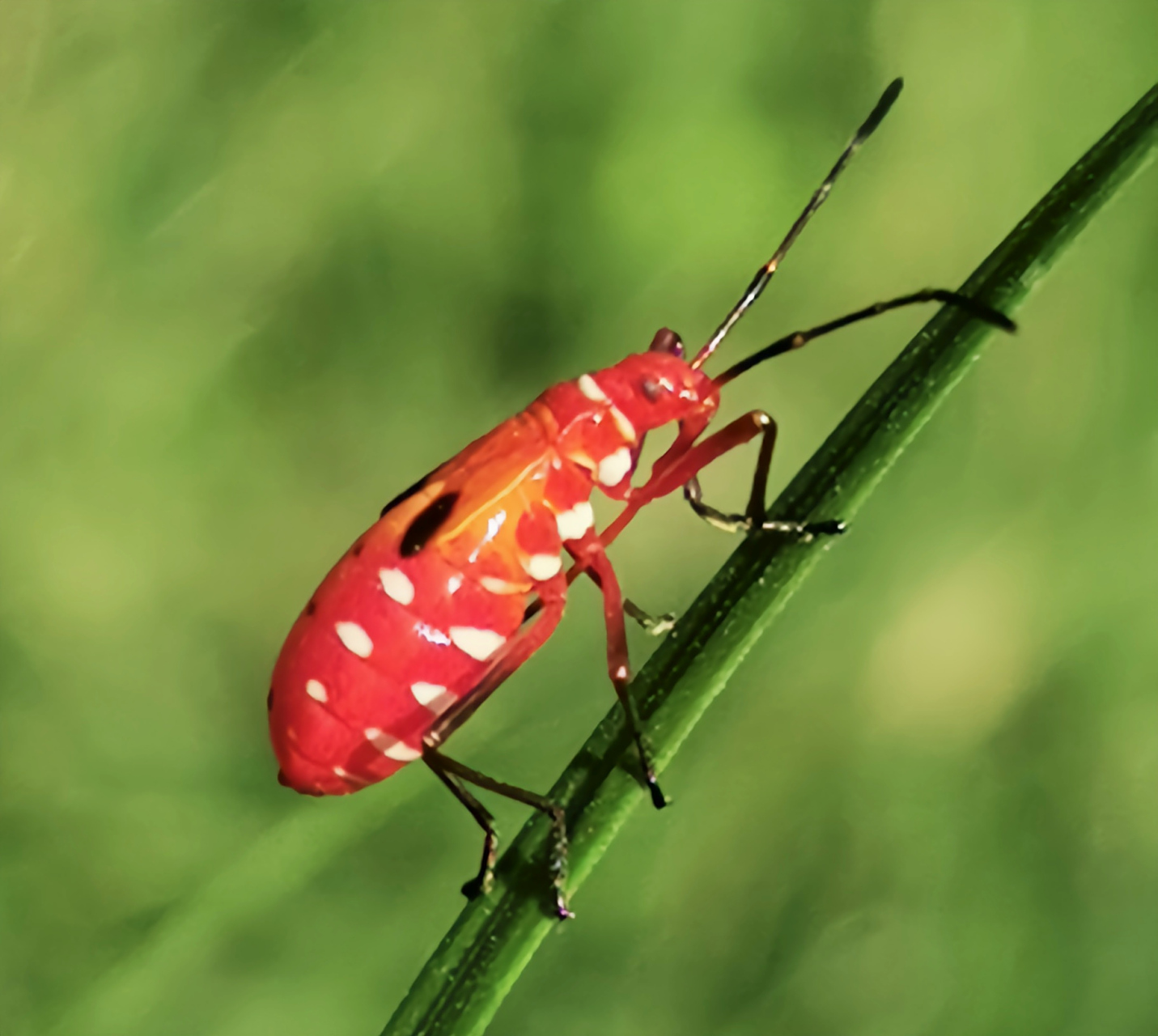 3厘米,体色和背后图案各有差异,底色一般为赤红色,带有明显的黑色