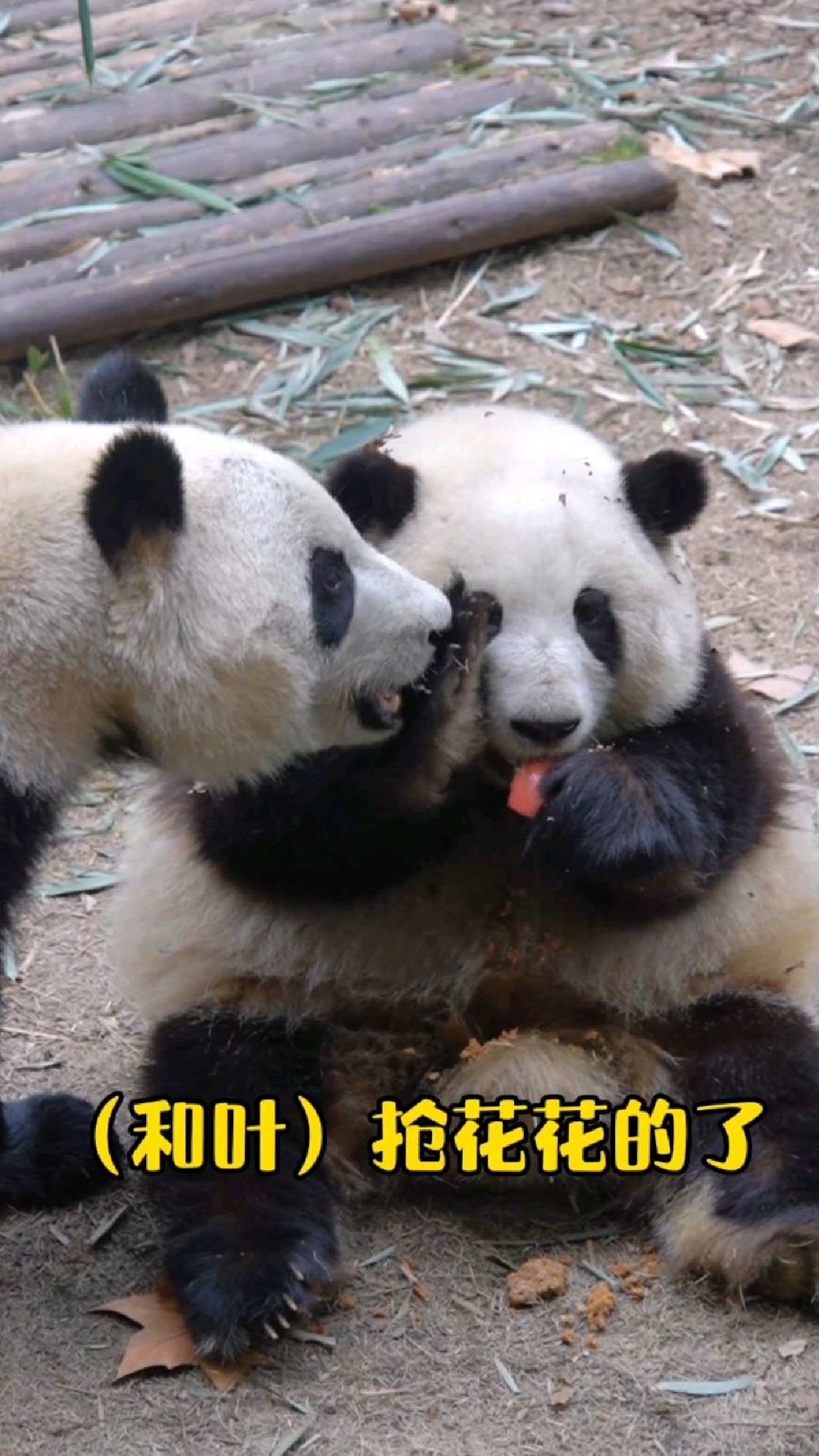 婉拒!当花花学会了拒绝!