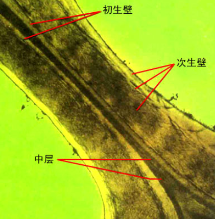 初生壁和次生壁有什么区别