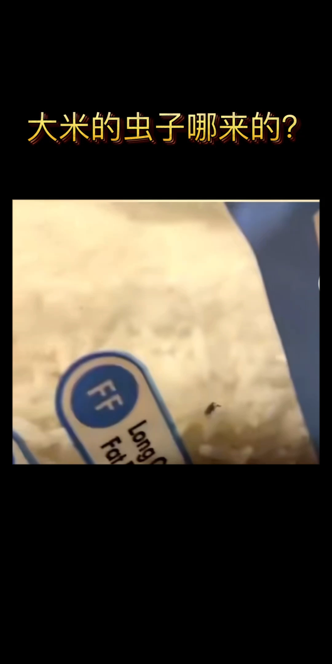 大米里的虫子到底从哪来的?