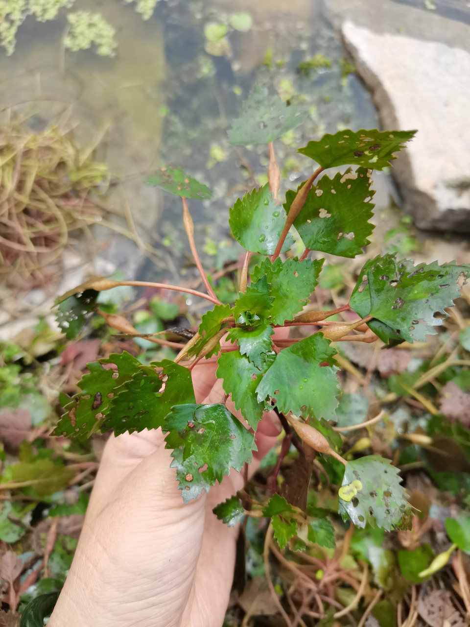 菱角菜的样子图片