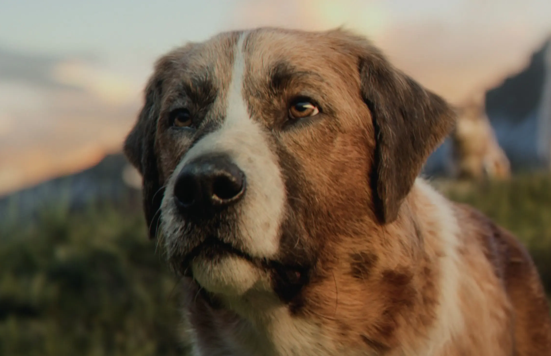 雪橇犬的领头狗电影图片