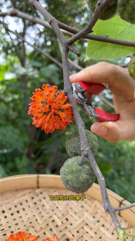 构树的果子楮实子采摘些回家晒干