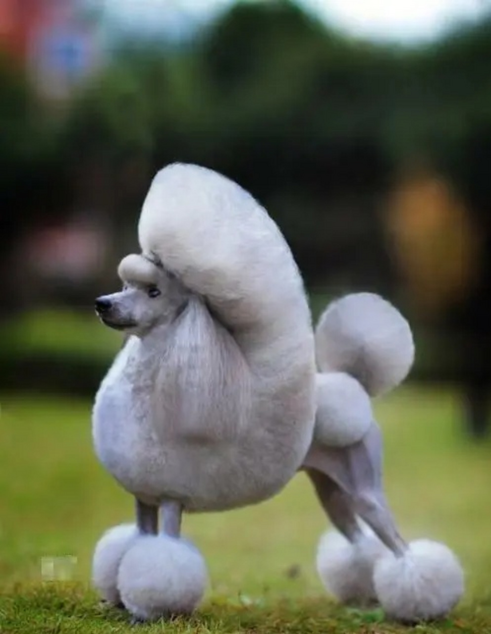 贵妃犬,看着就很高贵的样子