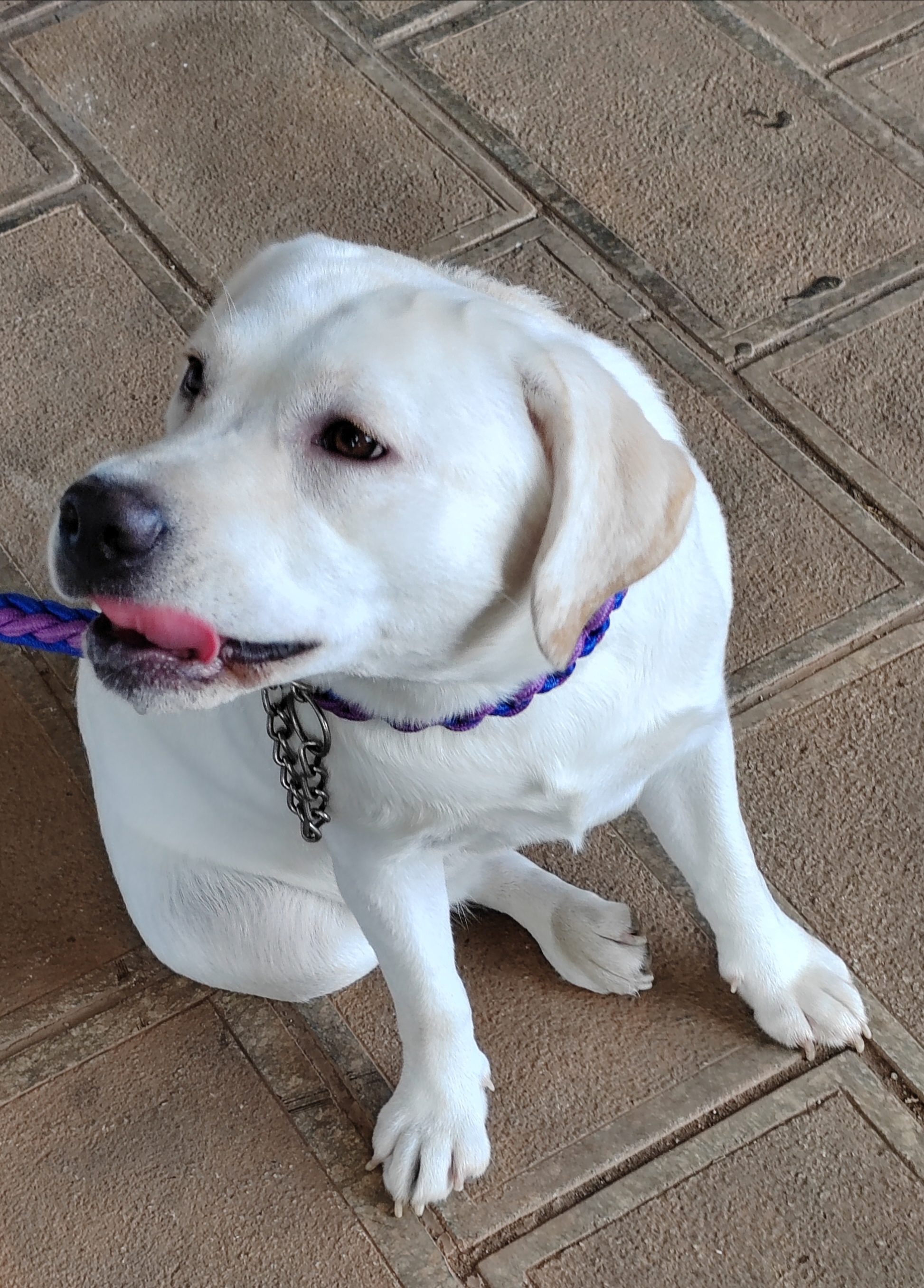 表情丰富的拉布拉多宠物犬写真摄影图片