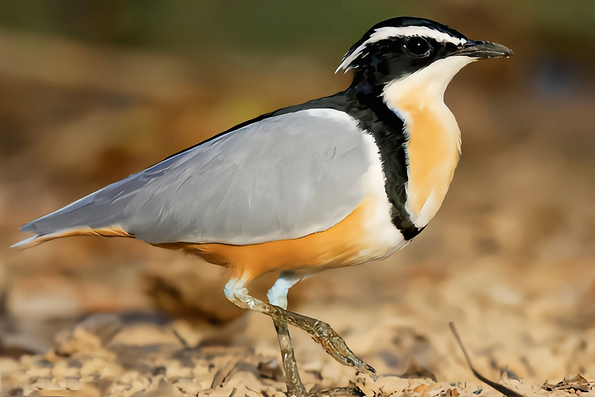 每天认识一种动物——埃及鸻 埃及鸻别名鳄鸟,牙签鸟,燕千鸟,原产于