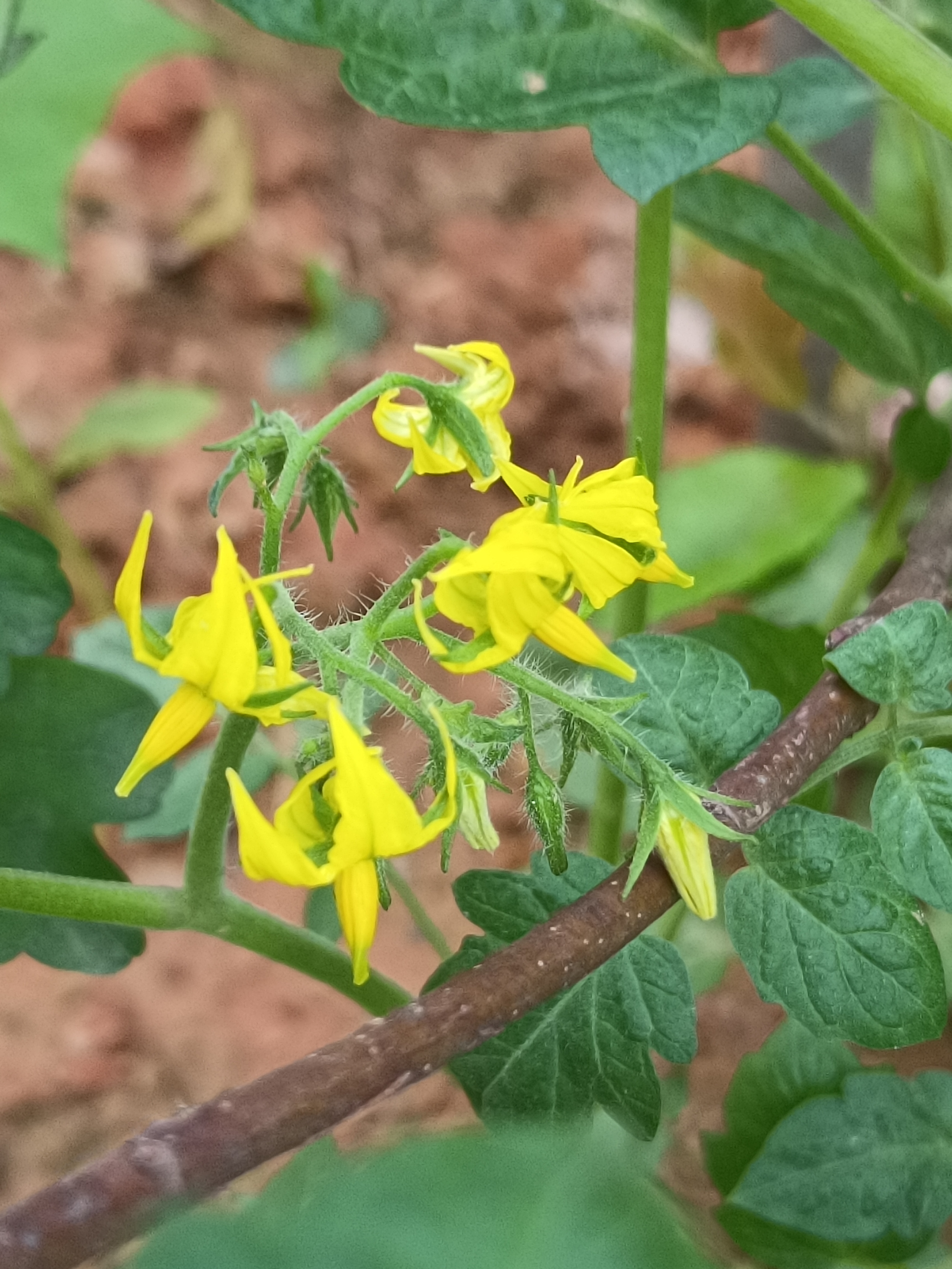 院子里的西红柿开花结果了